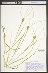 Carex squarrosa by WV University Herbarium