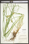 Carex squarrosa by WV University Herbarium