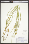 Carex squarrosa by WV University Herbarium