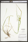 Carex squarrosa by WV University Herbarium