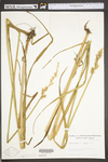 Carex stipata var. maxima by WV University Herbarium