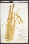 Carex stipata var. maxima by WV University Herbarium