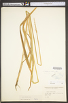 Carex stipata var. maxima by WV University Herbarium