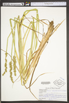 Carex stipata var. maxima by WV University Herbarium