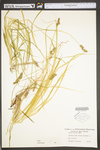 Carex stipata var. stipata by WV University Herbarium