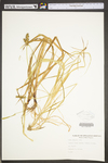 Carex stipata var. stipata by WV University Herbarium