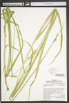 Carex stipata var. stipata by WV University Herbarium