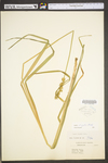 Carex stipata var. stipata by WV University Herbarium