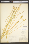 Carex stipata var. stipata by WV University Herbarium