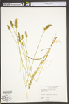 Carex stipata var. stipata by WV University Herbarium