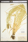 Carex stipata var. stipata by WV University Herbarium