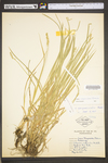 Carex stipata var. stipata by WV University Herbarium