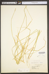 Carex stipata var. stipata by WV University Herbarium