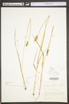 Carex stipata var. stipata by WV University Herbarium