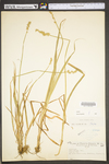 Carex stipata var. stipata by WV University Herbarium