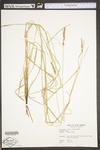 Carex stipata var. stipata by WV University Herbarium