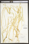 Carex stipata var. stipata by WV University Herbarium