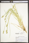 Carex stipata var. stipata by WV University Herbarium