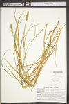 Carex stipata var. stipata by WV University Herbarium