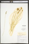 Carex stipata var. stipata by WV University Herbarium