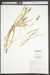 Carex stipata var. stipata by WV University Herbarium