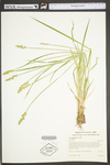 Carex stipata var. stipata by WV University Herbarium