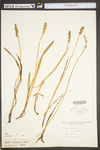 Carex stipata var. stipata by WV University Herbarium