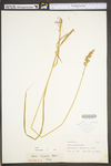 Carex stipata var. stipata by WV University Herbarium