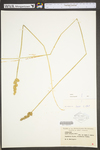 Carex stipata var. stipata by WV University Herbarium