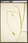 Carex stipata var. stipata by WV University Herbarium