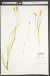 Carex stipata var. stipata by WV University Herbarium