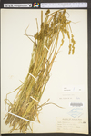 Carex stipata var. stipata by WV University Herbarium