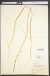 Carex stipata var. stipata by WV University Herbarium