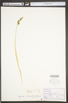 Carex stipata var. stipata by WV University Herbarium