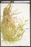 Carex stipata var. stipata by WV University Herbarium