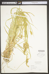 Carex stipata var. stipata by WV University Herbarium