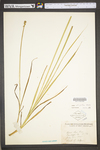 Carex stipata var. stipata by WV University Herbarium