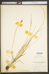 Carex stipata var. stipata by WV University Herbarium