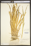 Carex stipata var. stipata by WV University Herbarium