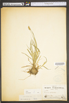 Carex stipata var. stipata by WV University Herbarium