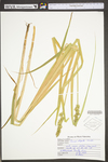 Carex stipata var. stipata by WV University Herbarium