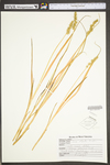 Carex stipata var. stipata by WV University Herbarium