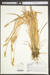 Carex stipata var. stipata by WV University Herbarium