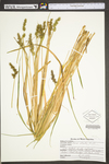 Carex stipata var. stipata by WV University Herbarium