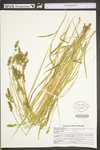 Carex stipata var. stipata by WV University Herbarium