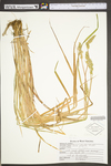 Carex stipata var. stipata by WV University Herbarium