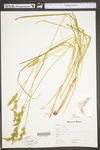 Carex stipata var. stipata by WV University Herbarium