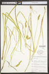 Carex stipata by WV University Herbarium