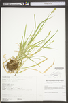 Carex stipata by WV University Herbarium