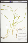 Carex stipata var. stipata by WV University Herbarium